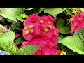 Relaxing Piano Music Playlist with Flowers in the Garden  Relax, Sleep, Focus