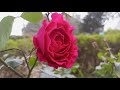 Surah Rahman episode 206 By Qari Nadeem Yousuf| سورہ رحمن 55| Beautiful Surah Rahman