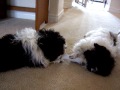 Dog Sock Tug-A-War!