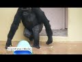 Huge Silverback Gorilla Beats His Chest With His Daughter In The Rain | The Shabani Group