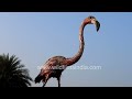 Marvel at Navi Mumbai's Gigantic iron flamingo statue