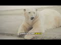 Survival of Polar Bears in the Ice Floe