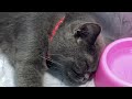 CLASSIC Dog and Cat Videos😻🐈1 HOURS of FUNNY Clips🤣