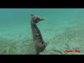 Amazing Male Seahorse Giving Birth To Thousands Of Babies Underwater