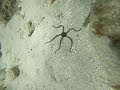 brittle starfish