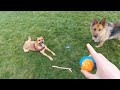Old German Shepherd & Loud Young Pup Playing