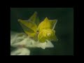 Garden of Time | SONY FX30 | Sigma 18-50MM F2.8 | 4K Cinematic Film