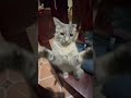 OMG! So Cute Cats 🤗 Funny and Cute Cats ❤352🐱 MEOW TV #Shorts