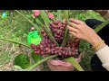 Great idea : Grafting Aloe Vera with Grapes Fruit to get more fruit | Growing Grapes Fruit