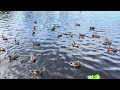 Ducks love tasty bread