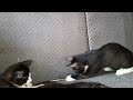 Cute Kitten Gets Stuck In Curtains While Playing