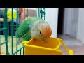 HOW TO train an older lovebird? |Tamed my lovebird in 10 DAYS?