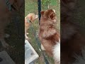 SHE ROCKS! | Golden Labrador Mix Story Ep10 | Golden Mutt / Mix Breed Dog