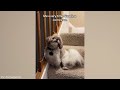 Funny DOGS and CATS videos 2024 🤣🐶 Best Funniest Animal Videos of June