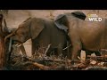 Un clan de lions contre un troupeau d'éléphants