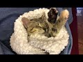 Blind Tabby Kitten Was Found Abandoned on street, he could not open his eyes