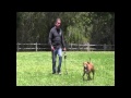Adopt Gibbs and Marlena at Santa Barbara County Animal Shelter 805-681-5285