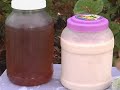 Sea Moss Cultivation in Grenada