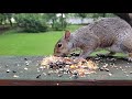 Squirrel vs hot sauce