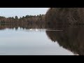 Swans calling at dusk