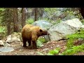 4 Bear Encounters That Will Give You Anxiety