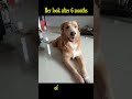 Golden Labrador Story #1 The Hardest Way To Own a First Dog (Heartbreaking)