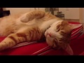 Scott The Ginger Cat Falling Asleep