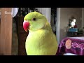 How To Keep a PARROT Happy and Healthy  -  Simple everyday Tips