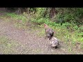 Boys Hike Through Capitol Forest