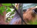 Self-care: Orangutan seen treating wound with medicinal plants | AFP