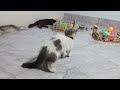 Funniest Cats And Dogs Videos 🐈🐕- Best Funny Animal Videos 2024 😻🐶