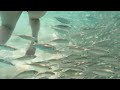 Tres Trapi - Schooling Fish Near Steps