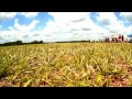 Pecan Patch 2014 Wing Gaggle