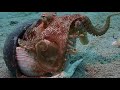 What and How Do Octopus Eat? Octopus Eating Crab and Mantis Shrimp