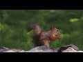 Squirrel eating Nuts #adorable