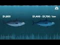 How US Fishermen Catch And Process Millions Of Giant Grouper Fish