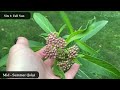 What Asclepias incarnata (Swamp Milkweed) Looks Like In Every Season