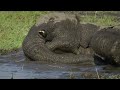 Elephants Up Close: Botswana's Largest Mammals in a Changing World | Full Documentary