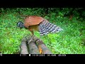 Exotic Trail Camera Video Compilation (Rainy Season 2023)
