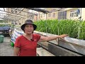 Chia sẻ Cách trồng Rau Muống lá to từ A đến Z , 20 ngày là thu hoạch | Khoa Hien 534