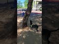 3 Legged Dog Tries to Climb Tree 😫