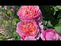 Rose Garden Tour | Sunny Morning Walk Around | David Austin Roses | Kordes Roses