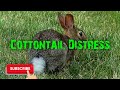 Predator Hunting Call - Cottontail Distress - 29 Minutes - Free Download