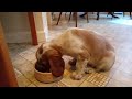 Welsh Springer Spaniel puppy eating