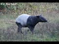 Malayan tapir (Facts & info)