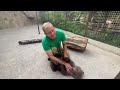 Спасенный медвежонок Лейла наелась и стала играть с Олегом Зубковым, показывая МЕДВЕЖИЙ ХАРАКТЕР!