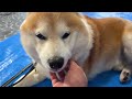The Shibe was bitten by a large dog without a leash. He looks depressed.