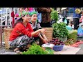 Two sisters harvest the purple and red plum orchard to sell at the market - Bếp Trên Bản