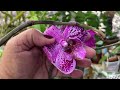 🔵COMPREI ORQUÍDEAS PHALAENOPSIS NOVAS VEM VER‼️🥰