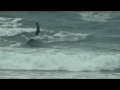 【サーフィン】ロングボード＃福井　中島勝之プロの日本海サーフトリップ